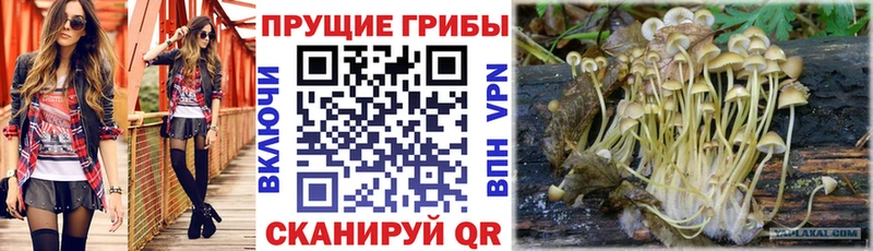 Псилоцибиновые грибы Magic Shrooms  цена   Щёлкино 
